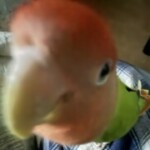 Profile picture of Lola Badz
