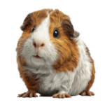 Profile picture of Olivia Henry