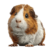 Profile picture of Olivia Henry